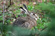 Caccia e fauna selvatica